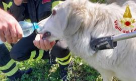 Cane rimane intrappolato: salvato dai vigili del fuoco