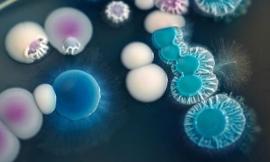 Salute: tutto quello che c'è da sapere sulla candida