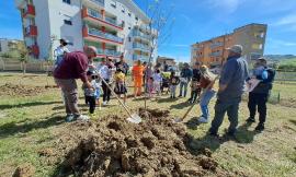 Tolentino, al parco di via Mattei un albero per ogni nato nell'ultimo anno