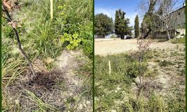 Recanati, danneggiati alberi del bosco urbano: "Ennesimo atto vandalico, denuncia contro ignoti"