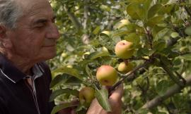 Monte San Martino, tutto pronto per la prima edizione della "Fioritura della mela rosa"