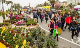 Civitanova, "Il mare in fiore": sul lungomare Piermanni torna la mostra mercato