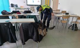 San Severino, controlli antidroga nelle scuole: forze dell'ordine e unità cinofila tra i banchi del "Divini"