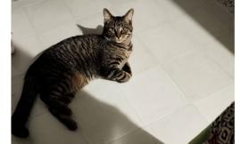 Gatto smarrito a Macerata, la proprietaria chiede aiuto per ritrovarlo