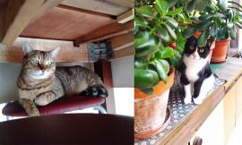 Gatti smarriti a Macerata e Corridonia, le proprietarie chiedono aiuto per ritrovarli