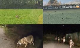Treia, branco di lupi avvistato più volte nelle campagne: che cos'è il 'lupo confidente' e come comportarsi (VIDEO)