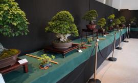 Civitanova dal sapore di Giappone: mostra Bonsai al Lido Cluana