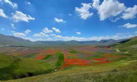 Fioritura di Castelluccio, stop alla sosta selvaggia e tornano i bus: ecco il piano mobilità