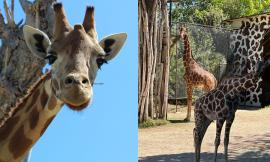 Parco zoo Falconara, Biton ha due nuovi amici: sono arrivate le giraffe Stefan e Mandela