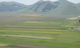 Fioritura Castelluccio 2025: date, accessi, parcheggi e navette per visitare i Piani in sicurezza
