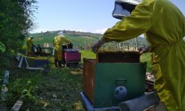 Marche, l'allarme degli apicoltori: "A rischio la produzione di miele e la sopravvivenza delle api"