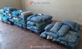 Civitanova, vongole non tracciate: la guardia costiera ne sequestra oltre una tonnellata