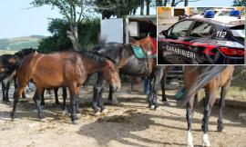 Apiro, selle rubate al maneggio e messe in vendita online: carabinieri si fingono acquirenti