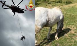 I vigili del fuoco salvano un cavallo con l'elicottero