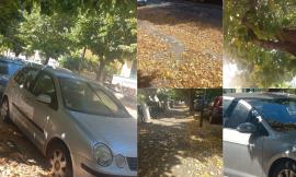 "Tergicristalli spezzati e portiere che non si aprono, la resina dei tigli un incubo a Porto Potenza"