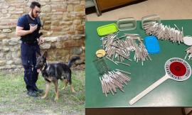 Controlli a Montelago, nella tenda di un 36enne trovati 240 spinelli: a fiutarli il cane Billy