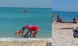 Porto Recanati, grosso tronco di 3 metri "minaccia" la riva: turista 21enne si tuffa e lo rimuove