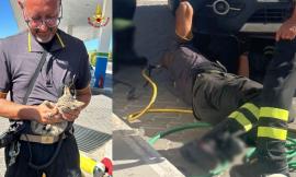 Gatto resta incastrato nel vano motore di un'auto: salvato grazie all'intervento dei vigili del fuoco