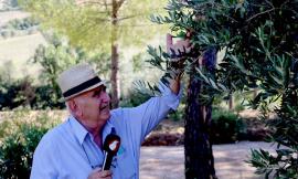 Pollenza, racconti dalla terra: l'Ulivo. I rimedi dell'agronomo Pasquali per combattere la 'mosca' e la siccità (FOTO e VIDEO)