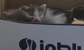 Macerata, prima l'abbandono poi la sparizione di cuccioli di gatto dal cimitero: "Servono più telecamere"