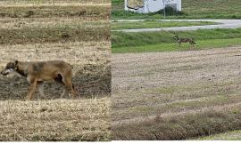 Un lupo scorrazza nei campi: curioso avvistamento a Porto Recanati (FOTO)