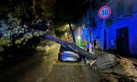 Macerata, grosso pino sradicato dal vento si abbatte su un'auto in sosta: strada chiusa (FOTO)