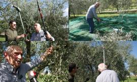 Pollenza, raccolta delle olive: segreti e tecniche per un ottimo olio con l'agronomo Gino Pasquali (FOTO e VIDEO)