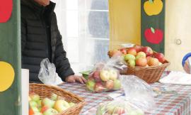 Mela Rosa protagonista a Monte San Martino: successo per la 19esima edizione di Saperi e Sapori (VIDEO e FOTO)