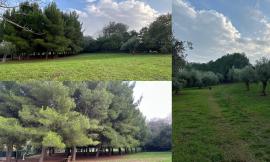 Civitanova, un bosco urbano in memoria dello scenografo Mario Garbuglia