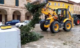 San Severino, non solo il grande abete in piazza: il vento abbatte alberi e pali telefonici, disagi sulle strade