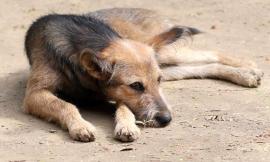 "Regala il calore di una casa: adotta un cane per Natale"