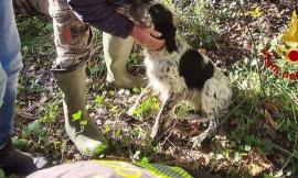 Cane precipita in un pozzo di 15 metri: soccorso dai vigili del fuoco