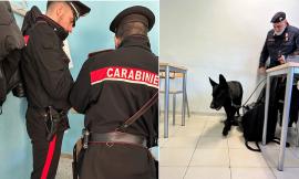 Macerata - Controlli antidroga nelle scuole, unità cinofila in azione: studente sorpreso con hashish