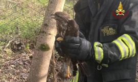 Valfornace, poiana rimane intrappolata in una recinzione: intervengono i vigili del fuoco