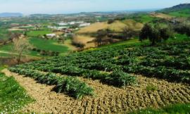 Montelupone riscopre le sue radici: tornano le passeggiate tra storie e sapori