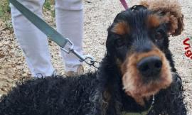 Pollenza, cane cade nel fiume Potenza: salvato dai vigili del fuoco