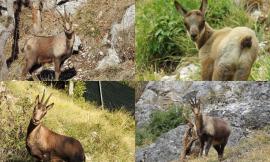 Fiastra, due nuovi esemplari per il Museo del Camoscio: i Sibillini raccontati attraverso la fauna