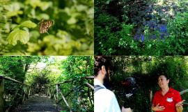 Il Giardino delle Farfalle di Cessapalombo: un angolo di natura da vivere e scoprire (VIDEO)