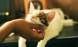 Cani e gatti con pelle sensibile: consigli per una beauty routine naturale ed efficace