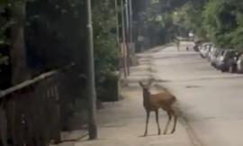 Capriolo avvistato nella pineta di Porto Recanati: un incontro sorprendente vicino al mare
