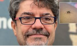 Zanzare e West Nile,  cosa c’è da sapere. I consigli del professor Favia (Unicam): "Niente allarmismi"