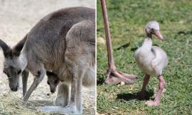 Si allarga la famiglia del Parco Zoo Falconara: nuovo cucciolo di canguro grigio orientale e fenicotteri rosa