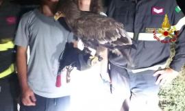 Aquila addestrata ritrovata lungo la strada: intervengono i Vigili del Fuoco