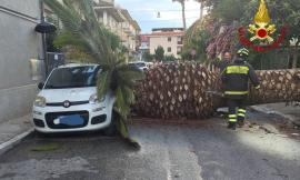 Palma di dieci metri crolla in strada: danneggiata un'auto in sosta