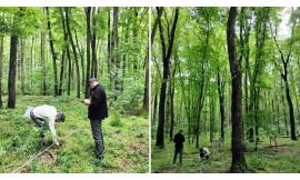 Boschi e biodiversità, l’Italia avrà la prima mappa completa: l’Università di Camerino in prima linea