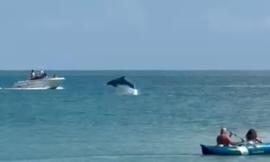 Porto Recanati si sveglia con lo spettacolo dei delfini (VIDEO) Porto Recanati si sveglia con lo spettacolo dei delfini (VIDEO)