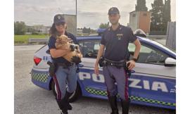 Cagnolino cade dall'auto in A14: salvato dalla polizia stradale e restituito alla famiglia