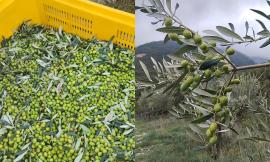 DATI CIA - Olio, produzione record nelle Marche: +198% rispetto al 2023