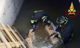 Tolentino, cane cade per tre metri in un cantiere: salvato dai vigili del fuoco