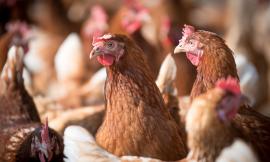 Da un cassone alla libertà: il lieto fine delle 40 galline salvate dalla Polizia Locale